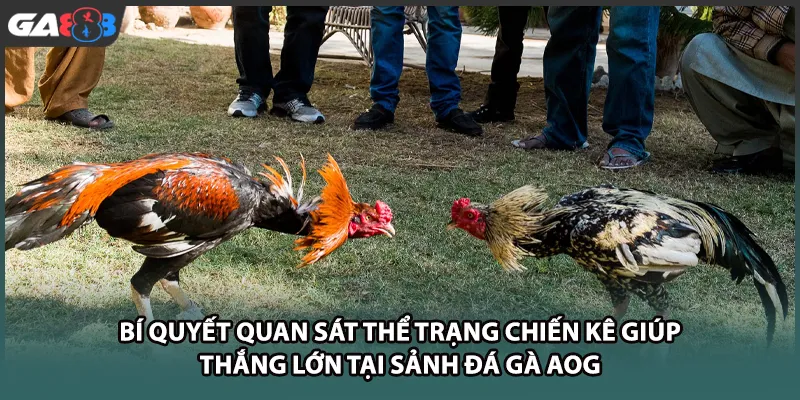Bí quyết quan sát thể trạng chiến kê giúp thắng lớn tại sảnh đá gà AOG tại GA888