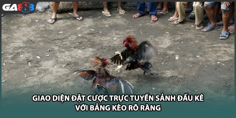 Giao diện đặt cược trực tuyến sảnh đấu kê với bảng kèo rõ ràng tại nhà cái GA888