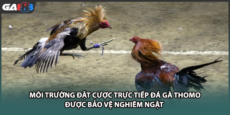Môi trường đặt cược trực tiếp đá gà thomo được bảo vệ nghiêm ngặt tại GA888