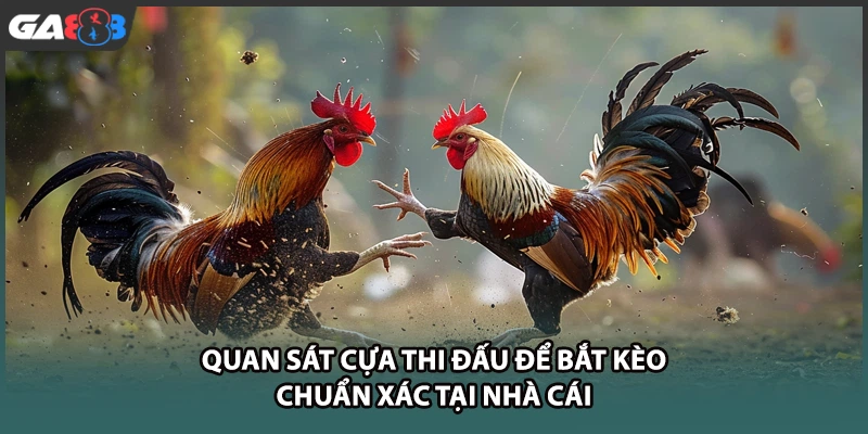 Quan sát cựa thi đấu để bắt kèo chuẩn xác tại nhà cái GA888