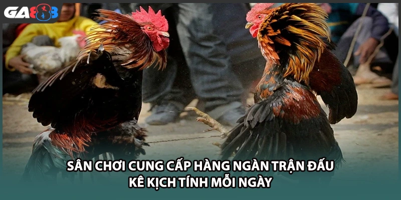 Sân chơi cung cấp hàng ngàn trận đấu kê kịch tính mỗi ngày tại GA888