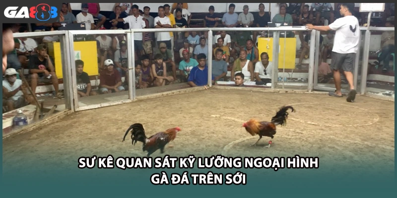 Sư kê quan sát kỹ lưỡng ngoại hình gà đá trên sới tại GA888