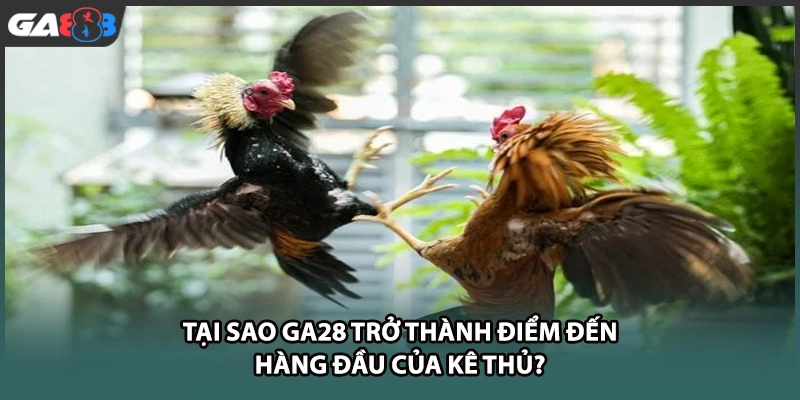 Tại sao GA28 trở thành điểm đến hàng đầu của kê thủ tại GA888